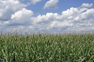 800px-Corn_field_ohio